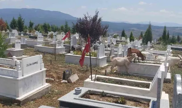 Mezarlıklar küçükbaş hayvanların otlaklığı oldu