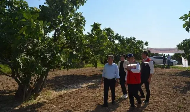 Buharkent'teki incir bahçeleri incelemelerde bulunuldu