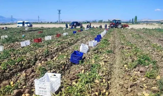 Dinar'da patates hasadı başladı