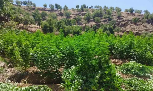 Diyarbakır'da 1 milyon 459 bin kök kenevir ve skunk ele geçirildi
