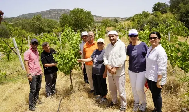 Yunusemre'de organik bağcılık devam ediyor