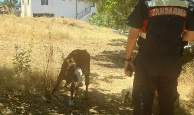 Çalınan hayvanlar jandarma tarafından kısa sürede bulundu