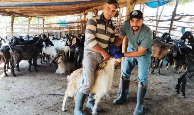 Efeler'de küçükbaş hayvanlar hastalıklara karşı aşılanıyor