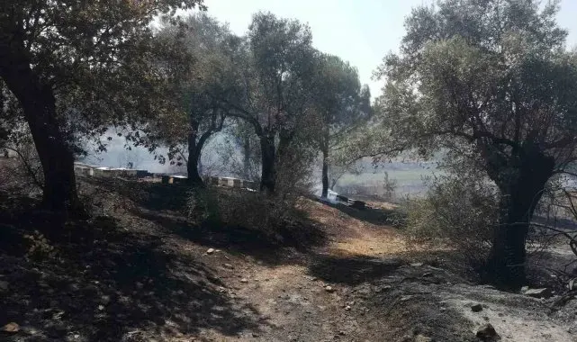 Söke'de yangın mağduru üreticiler için hasar tespit listeleri askıya çıkartıldı