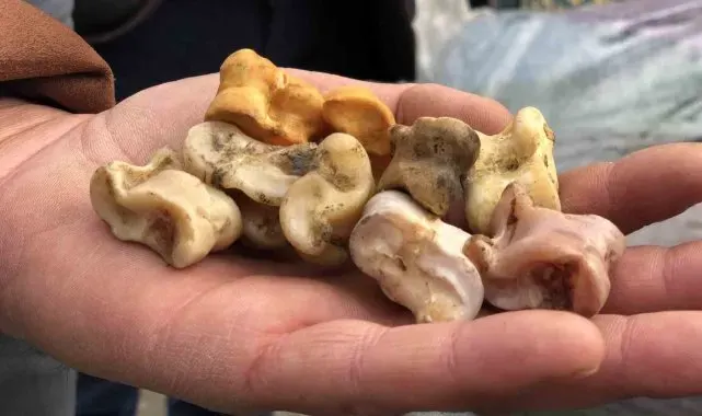Bin yıllık 'aşık oyunu' Erzincan'da hayat buldu