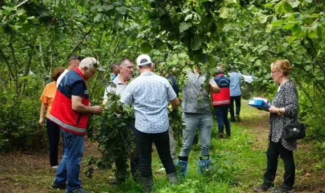 Fındıkta rekolte belirleme çalışması: Bahçelerde çotanak sayımı