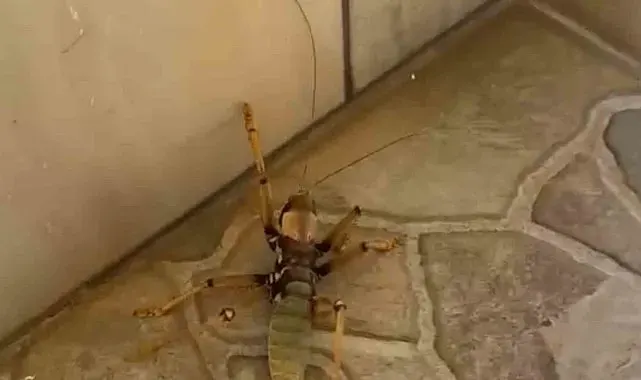 Kedi, dev etçil çekirgeyle fareyle oynar gibi oynadı