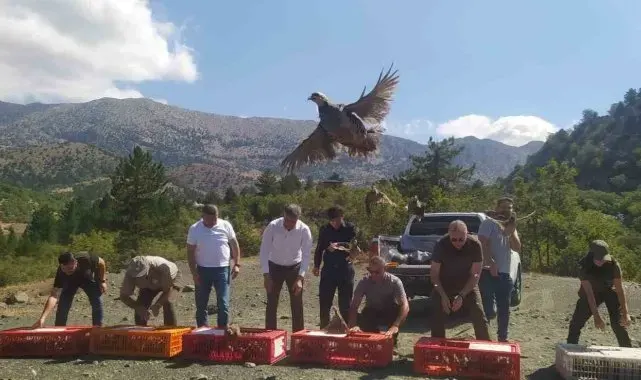 Derebucak'ta doğaya 800 kınalı keklik bırakıldı