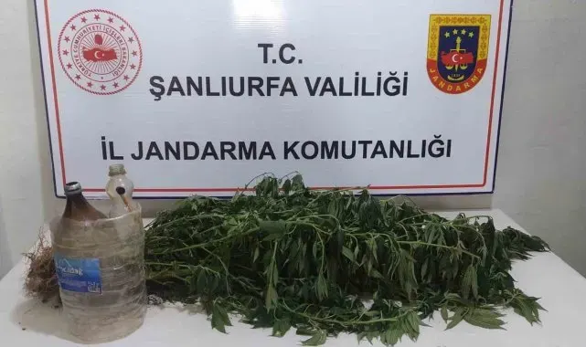 Şanlıurfa'da kenevir bitkisi eken 3 kişi yakalandı