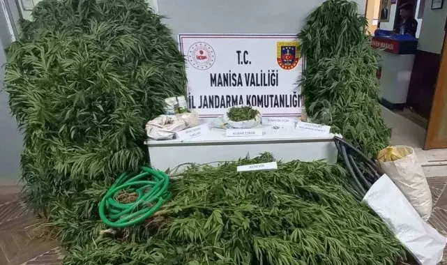 Cezaevi firarisi kenevir sularken suçüstü yakalandı