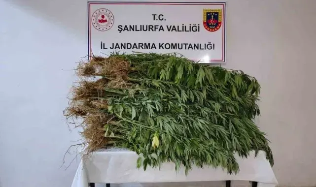 Bahçede 418 kök kenevir bitkisi ele geçirildi