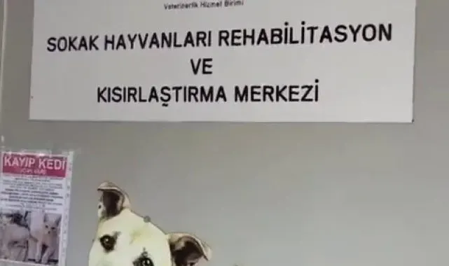 Büyükada Rehabilitasyon Merkezi'nde 'hayvanlara bakılmıyor' iddiası
