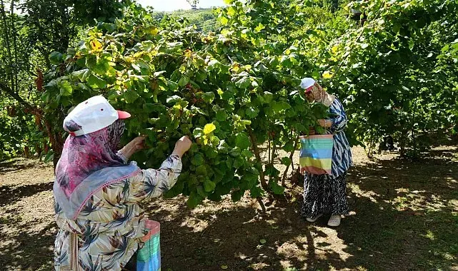 Yeşil altında orta kesim hasadı başladı: Samsun'da 115 bin ton fındık bekleniyor