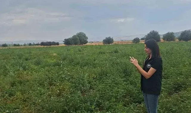 Şuhut'ta patates üretim alanlarında saha kontrolleri sürüyor