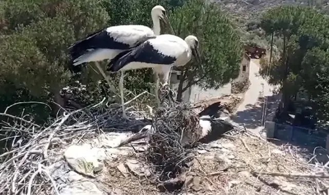Ayağına ip dolanan leyleği muhtarın dikkati kurtardı