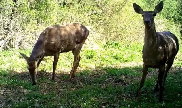 Uludağ'ın yaban hayvanları fotokapana yakalandı