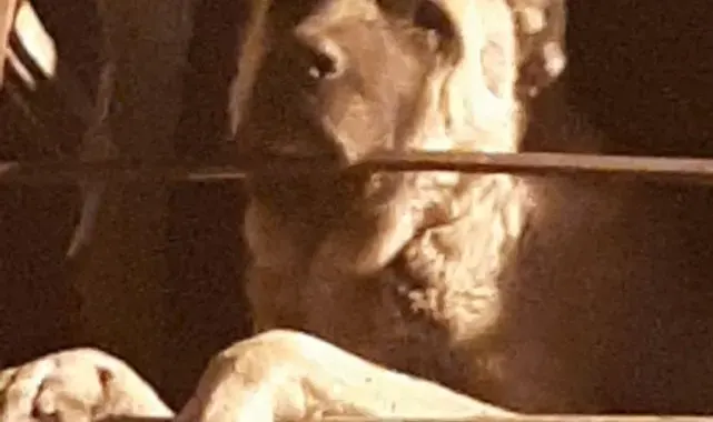 20 gündür kayıp Kangal cinsi köpek harabe binada hapsedilmiş halde bulundu