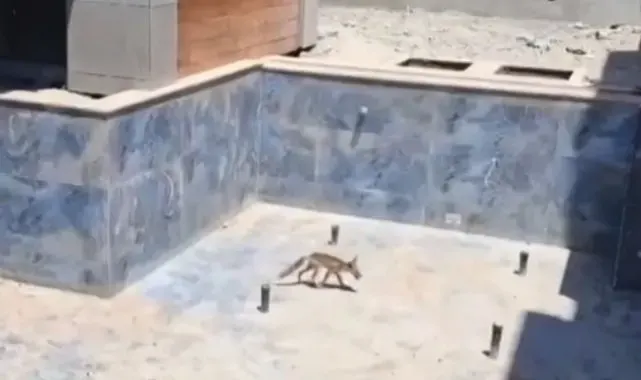 Villa inşaatındaki havuza düşen tilkiler kurtarıldı