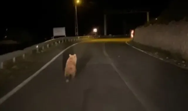 Yola inen bozayı görüntülendi