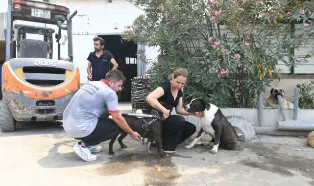 Hayvan barınağı tahliye edildi