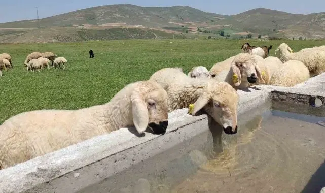 Hayvancılığın gelişmesi için mera alanları yeşilleniyor