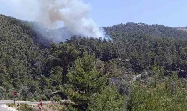 Milas'ta orman yangını