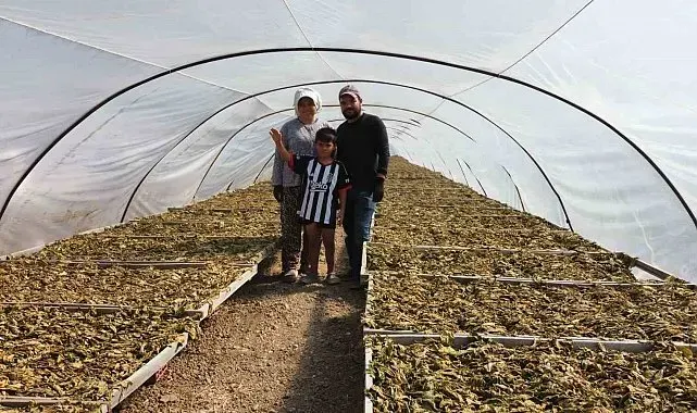 Tütün tarlası onları hayat arkadaşı yaptı
