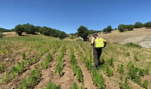 Diyarbakır'da Narko-Terör Operasyonu: 2 milyon 67 bin 550 kenevir bitkisi ele geçirildi