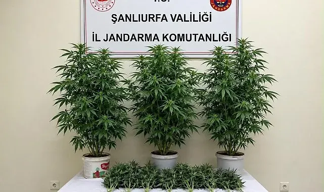 Bozova'da 13 kenevir bitkisi ele geçirildi