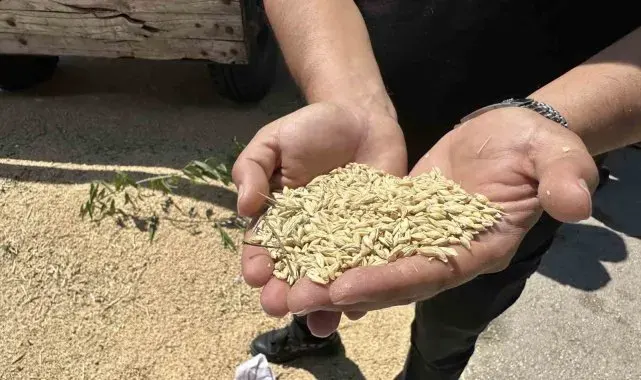 Eskişehir'de yılın ilk mahsulü kadın çiftçiden