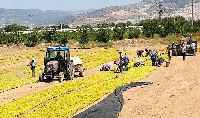 Üzüm üreticisi sezona dertli girdi
