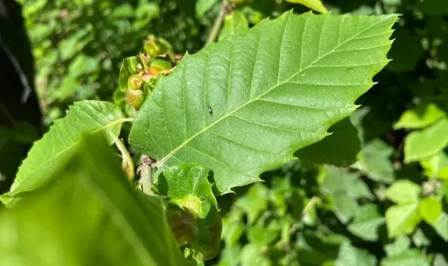 Kestane ormanlarına savaşçı böcekler bırakıldı