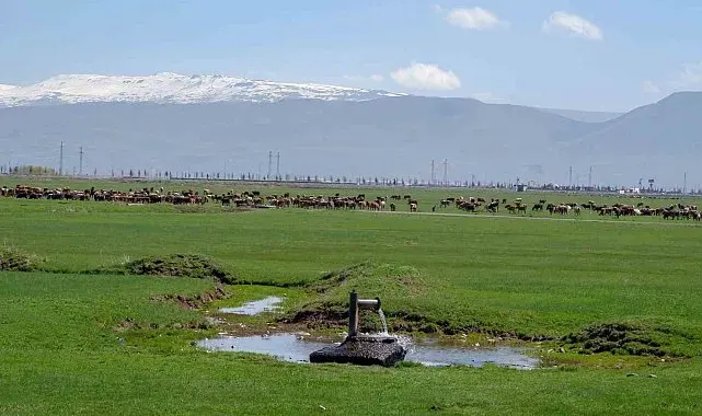1933'te Danimarka gözünü Erzurum ve Kars'a çevirdi: Hedefleri süt üretimi yapmaktı