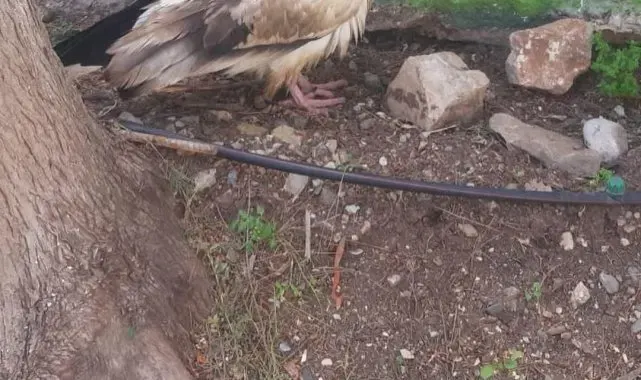 Mısır Akbabası tedavi edilip doğaya bırakıldı