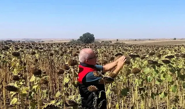 Kırklareli'nde TAKE projesiyle ekimi yapılan ayçiçekleri kontrol edildi
