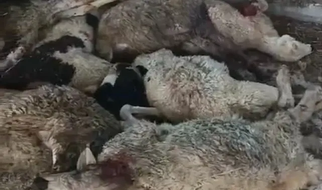 Niğde'de aç kurt 9 koyunu telef etti, 7 koyunu yaraladı