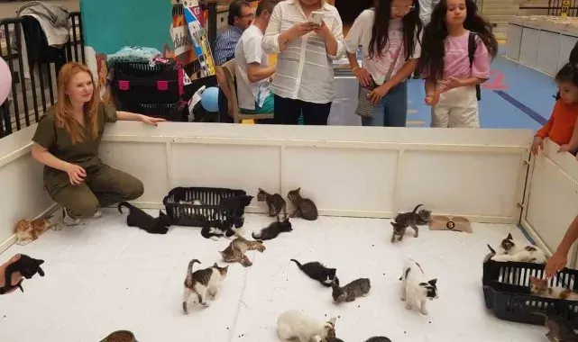 Kedi yavruları sahiplendirildi