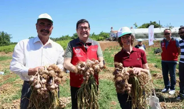 Ula'da Sarımsak hasadı