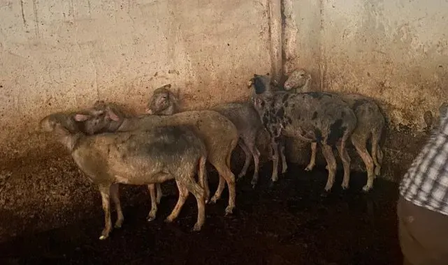 Koyunları telef olmaktan itfaiye ekipleri kurtardı