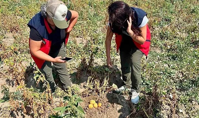 Patates üretiminde verimin arttırılması için kontroller sürüyor