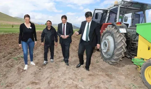 Erzurum'da ilk defa mor patates ekimi yapıldı