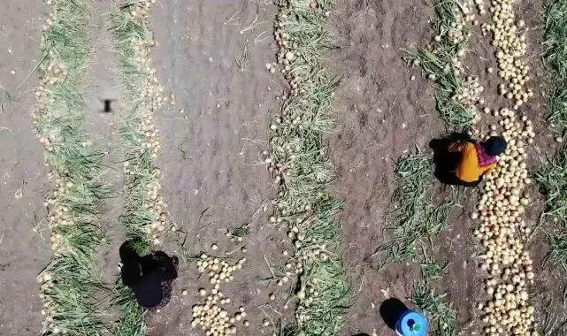 Amasya'da soğan hasadı başladı: Tarlada kilosu 7 TL
