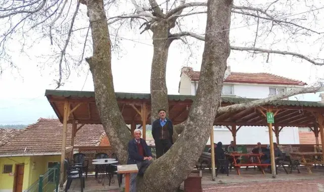 Yeniceköy'deki 250 yıllık çınar ağacı ilgi odağı