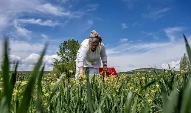 Oğlunun ölümüyle kendini doğaya verdi: 41 çiçekten organik reçel elde ediyor