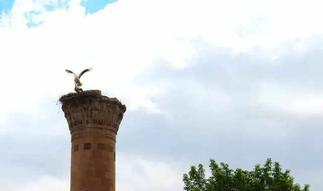 Depremde yarısı yıkılan minareye leylek yuva yaptı
