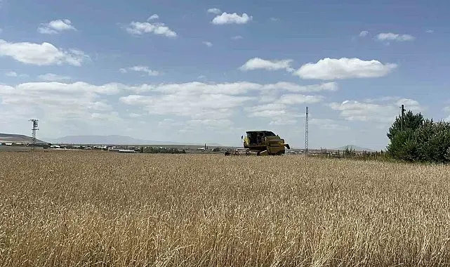 Kars'ta arpa ve yulaf hasadı hızlandı: Çiftçiler gün doğmadan tarlaya giriyor