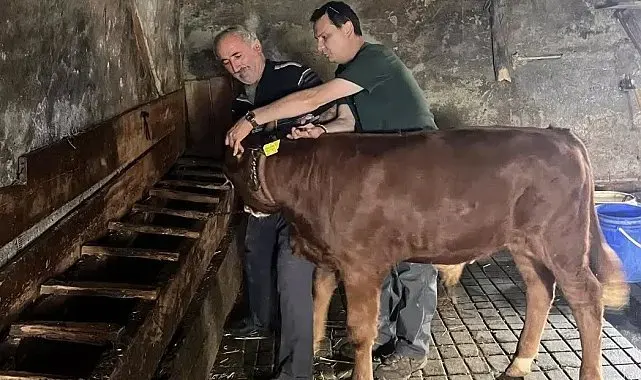 Yaylatepe'de buzağıların küpeleme işlemleri tamamlandı