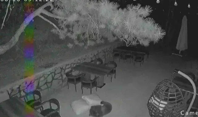 Ayı yavrularının sevimli halleri güvenlik kamerasına yansıdı