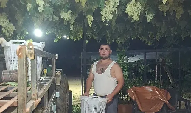 Sarıgöl'de üzüm için gece mesaisi