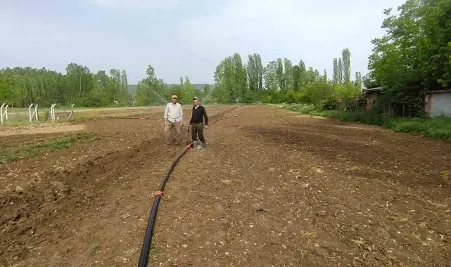 Hisarcık'ta kuraklık pancar üreticisini vurdu